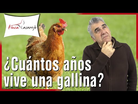 , title : '¿Cuántos años vive una Gallina? 🐓'