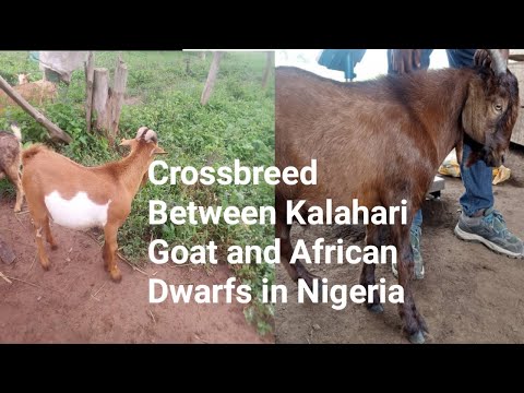 , title : 'Crossbreed Between Kalahari Goat and African Dwarfs/ How to start up a goat farm'