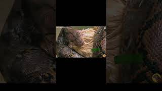 African Rock Python Crushes a Deer to Death | The Silent Hunt