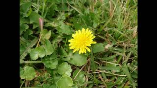 Dandelion
