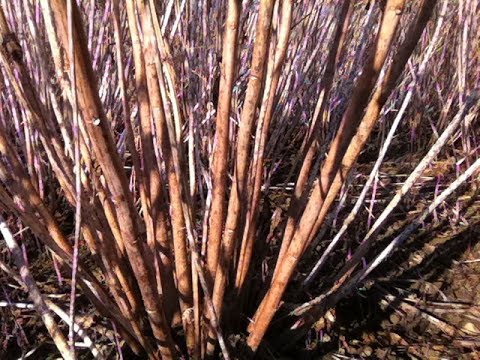 Sidapflanze ernten, häckseln, Hackgut von Sida hermaphrodita, Sida east, Virginiamalve