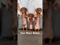 Your Way S Better Minidachshund Dance Puppy Dachshund Dachshundpuppy Cutepuppy Cutedogs Dog