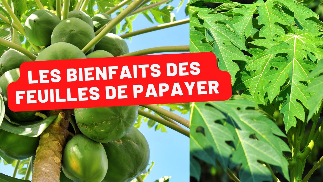 La Feuille de Papaye, le Remède Miracle ?