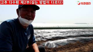 [제2부] 4월 강소농 고추심기, 물이 다 스며들거든 심어라.고추 줄기 야물게하라