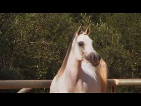 Maysaa - Arabian mare on display