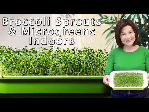 , title : 'Growing Broccoli Sprouts and Microgreens - Hydroponic & No Soil Needed 室内西兰花芽苗'