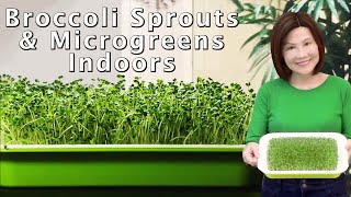 Growing Broccoli Sprouts and Microgreens - Hydroponic &amp; No Soil Needed 室内西兰花芽苗