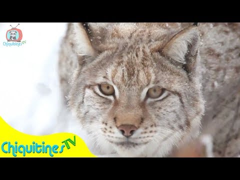 Vengan a Ver Mi Bosque - Canción Infantil - Animales para niños