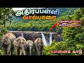 Athirappilly To Valparai Forest Road A Wildlife Adventure Like Never Before