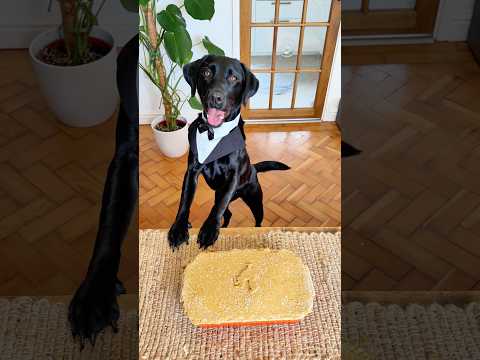 Root’s chicken pot pie #animals #puppy #cute #funny #food #cutepie #chickenpie #youtubeshorts #dog