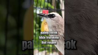 Download lagu paling cocok pancingan trucuk ini #trucukan #trucuk #ropeltrucukan #trucukbetinamemanggiljantan mp3 Download lagu paling cocok pancingan trucuk ini #trucukan #trucuk #ropeltrucukan #trucukbetinamemanggiljantan mp3