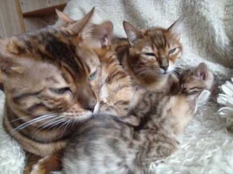 Qazpian Bessy Doriz Kittens 20.02.2009