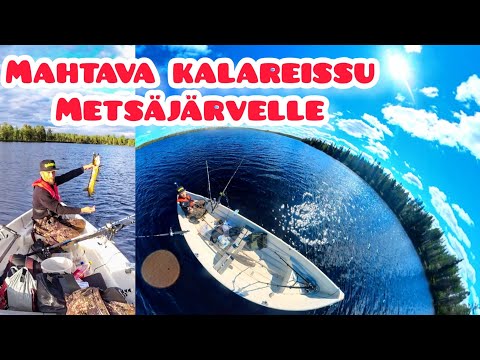 Löytyykö metsäjärvestä isoja ahvenia??