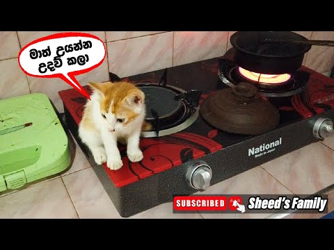 අලුත් කෙල්ලත් උයන්න උදව් වෙන්න ඇවිත් l Sheed's Family