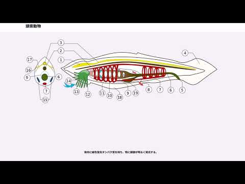 頭索動物について詳しく解説