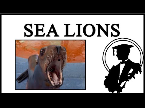 The Sea Lion Is Funny
