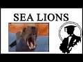 The Sea Lion Is Funny