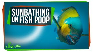 White Sand Beaches: You're Sunbathing on Fish Poop