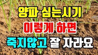 양파모종 심고난후 이렇게 관리해야 안죽고 잘살아요.겨울철 관리하는 방법부터 봄 관리까지 미리 확인하세요.