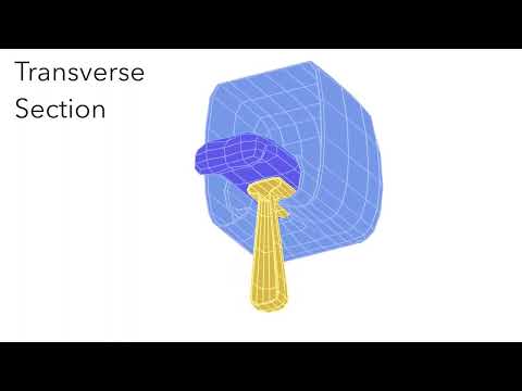 Animated Embryology  (Embryo Folding  Amniotic Cavity & Yolk Sac)