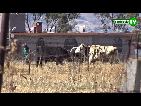 , title : '🐂 This is how cows and bulls feed in rural livestock life'