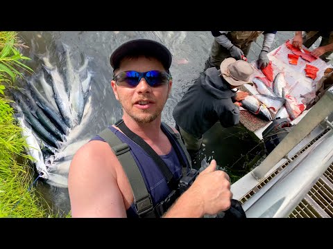 Kenai River Sockeye Salmon Fishing- When THIS SLAMS us!