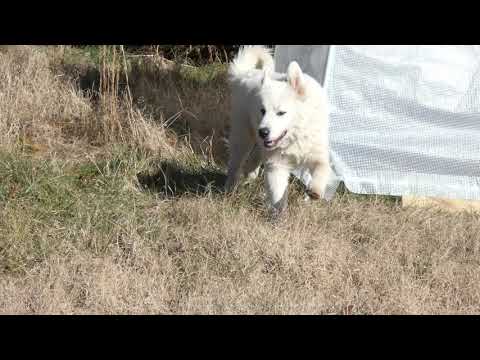 Nomad Tech Great Pyrenees Puppies at play #NomadTech