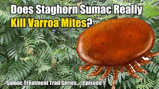 Does Staghorn Sumac Really Kill Varroa Mites? Sumac Treatment Trial Series Episode 1