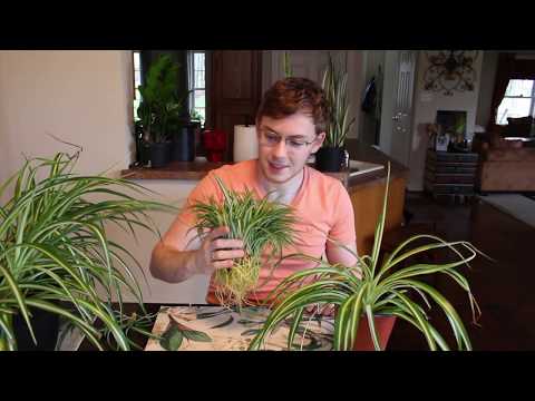 , title : 'Houseplant Care Guide :: Spider Plant'
