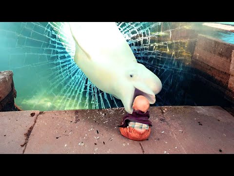 Adorable Babies Meeting Animals in Zoo and Village - Funniest Home Videos