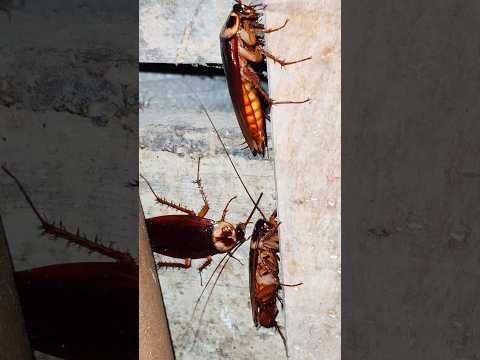 Cockroach 🪳🪳🪳 #shorts #cockroach #insects #horror #ytshorts #telapoka