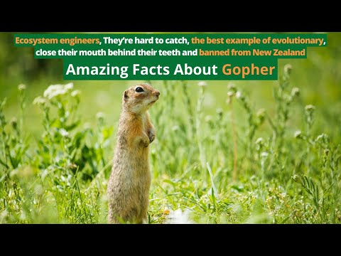 Amazing Facts About Gopher