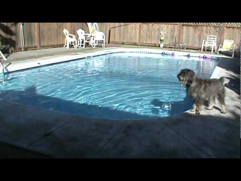 dog + pool = entertainment