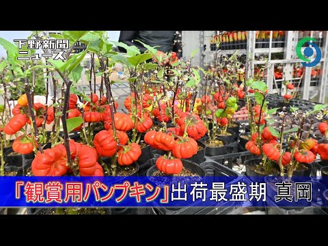 パンプキン 植物