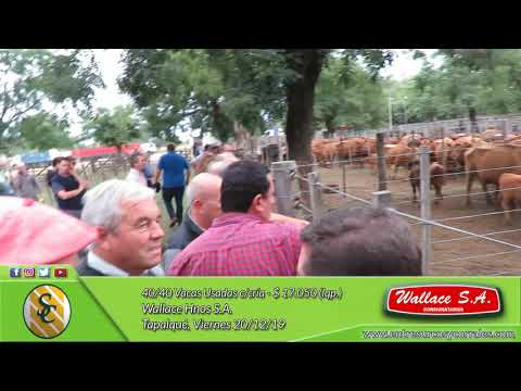 20-12-19 - Venta de Vientres - Wallace Hnos  S.A. - Tapalqué