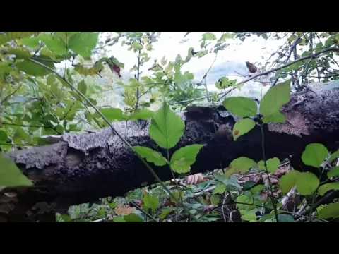 Lost Places Steiermark- Bunker und Stollenanlage in Peggau