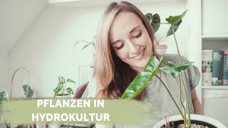 LECHUZA IM TEST | PFLANZEN IN HYDROKULTUR | WIR TOPFEN GEMEINSAM UM | coyote diaries