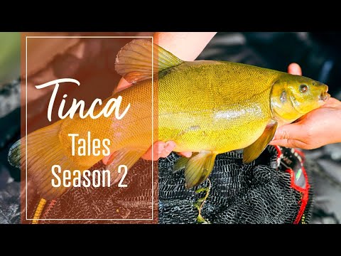 Tinca Tales | Season 2 | Fishing the margins of an old lake for TENCH