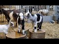 Beschuit met muisjes: eerste geitenlammetjes geboren!