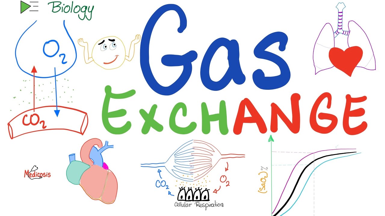 Gas Exchange and The Oxygen-Dissociation Curve 🫁 - Respiratory System