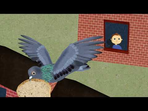 Boris and the pigeon