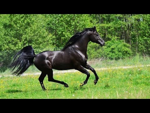 Cavalos Indomáveis: Força, Liberdade e Beleza