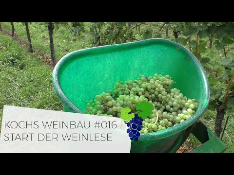 START DER WEINLESE | #016
