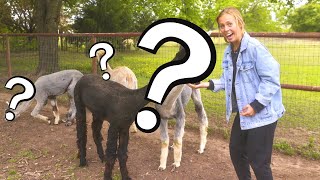 YOU'LL NEVER GUESS who we camped with... (FREE RV CAMPING in Texas with Harvest Hosts!)