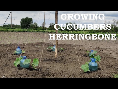 Growing CUCUMBERS  Herringbone (Part 1)