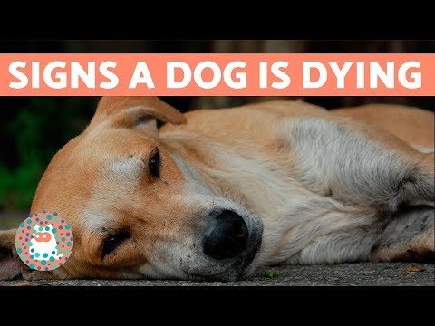 How to Know if Your Dog is Going to Die
