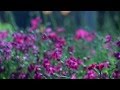 A Day Without You    -      Crushed  Stars