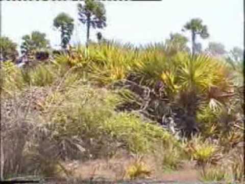 Ranavirugee - ape amma hamudawata - Sri Lanka SL Army