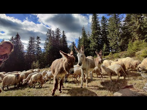 Traseul din Campul Cetatii - Varful Saca Mare - Muntii Gurghiu