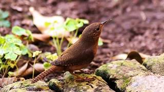 TIA MARY - MARCELO PEREA